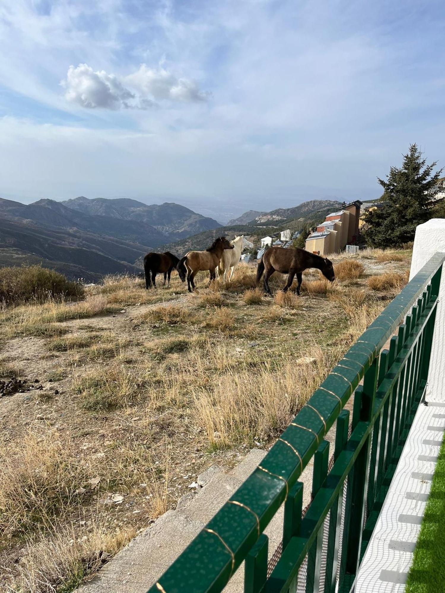 Appartement The Snow Con Parking, Wifi Y Terraza *